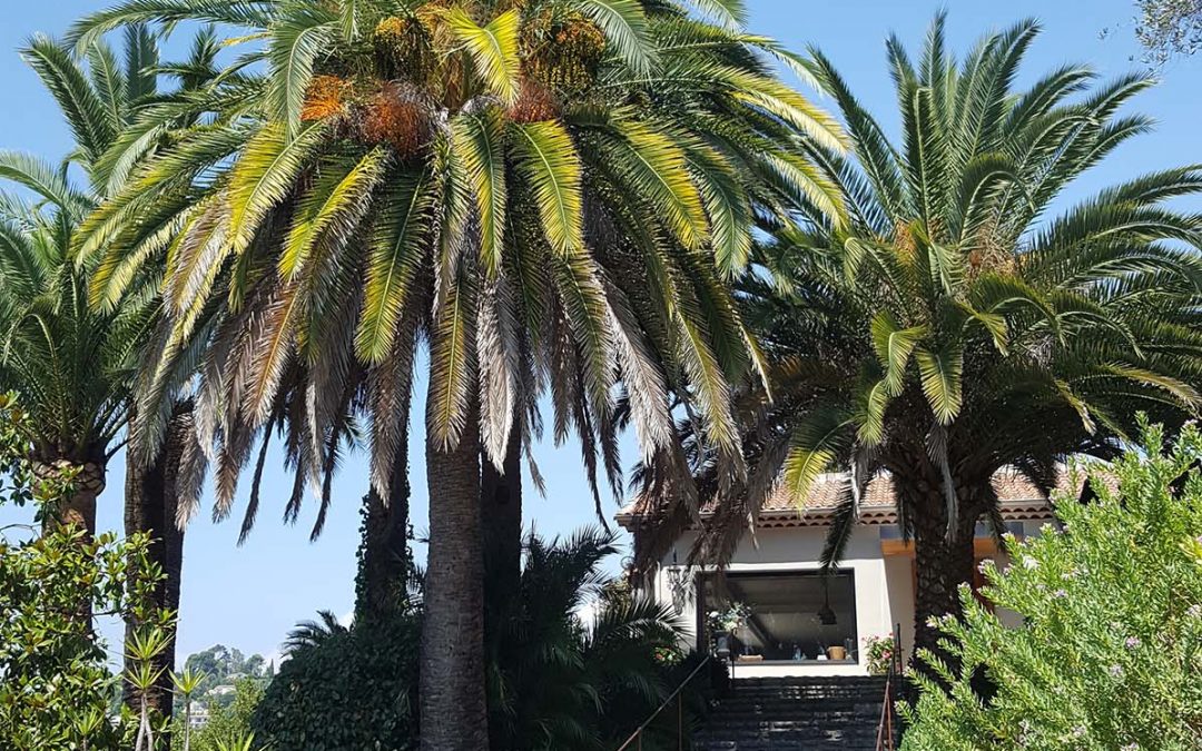 Palm Pruning – Mougins