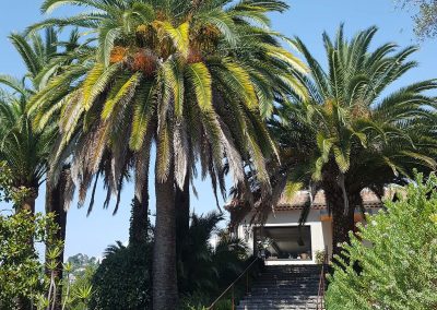 Palm Pruning – Mougins