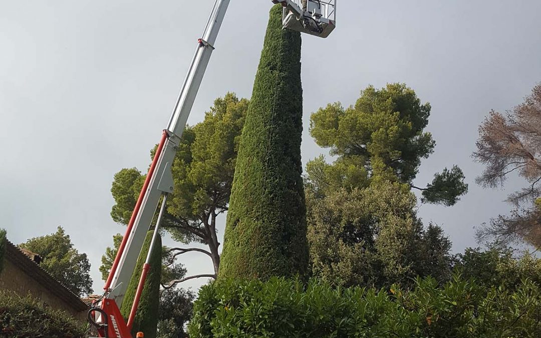 Cypres Trimming – Mougins