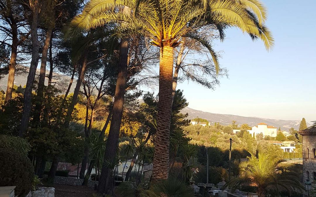 Palm Pruning – Le Rouret