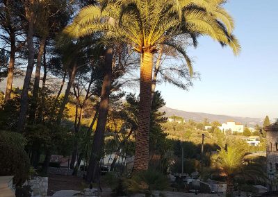 Palm Pruning – Le Rouret