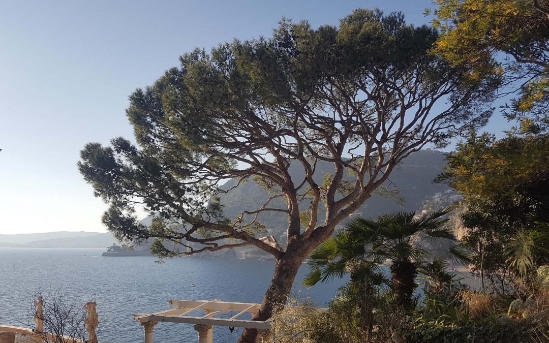 Pine Tree Thinning – Cap d’Ail