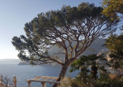 Pine Tree Thinning – Cap d’Ail