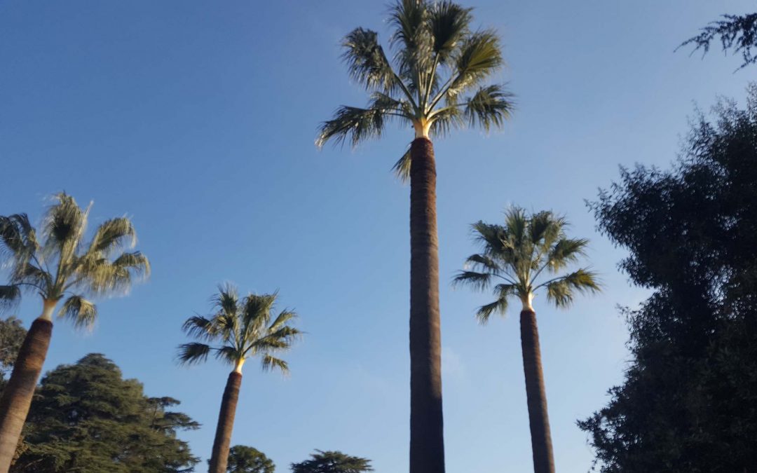 Palm Pruning – Cannes