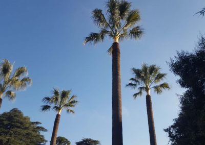 Palm Pruning – Cannes