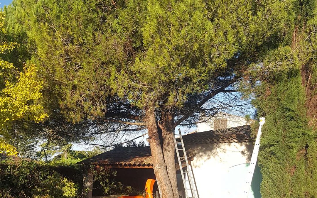 Parasol Pine Tree Thinning – Valbonne