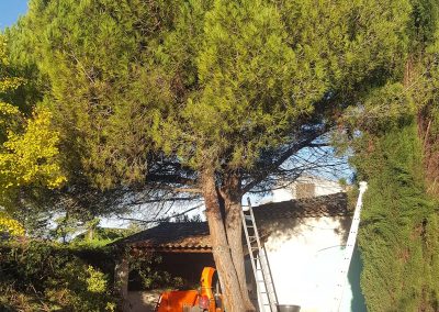 Parasol Pine Tree Thinning – Valbonne