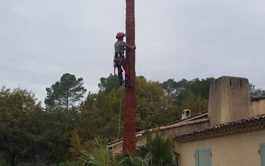 Palm Pruning – Peymeinade