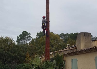 Palm Pruning – Peymeinade