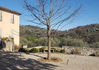 Lime Tree Planting – Grasse