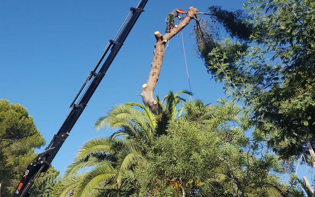 Pine Tree Felling – Biot