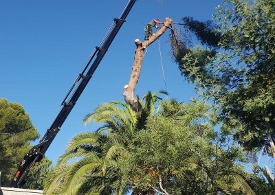 Pine Tree Felling – Biot