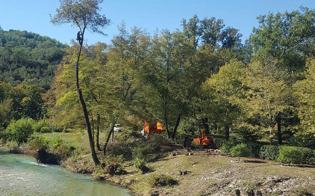 Ash Tree Felling – Mouline des Barres – La Colle sur Loup