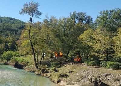 Ash Tree Felling – Mouline des Barres – La Colle sur Loup