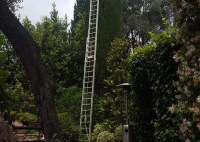 Cypress Trimming – Grasse