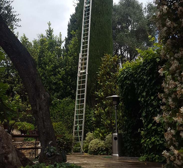 Cypress Trimming – Grasse