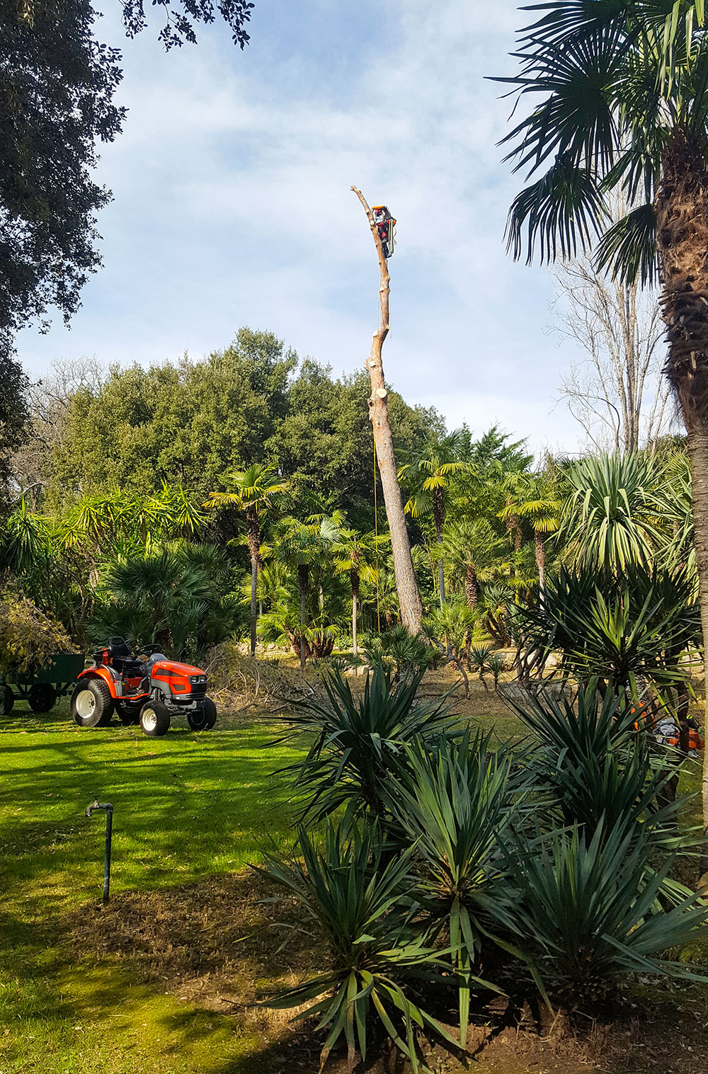 cutting-edge-tree-surgeons-2
